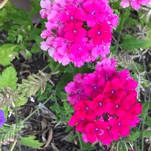 Meet your Posher, Pat